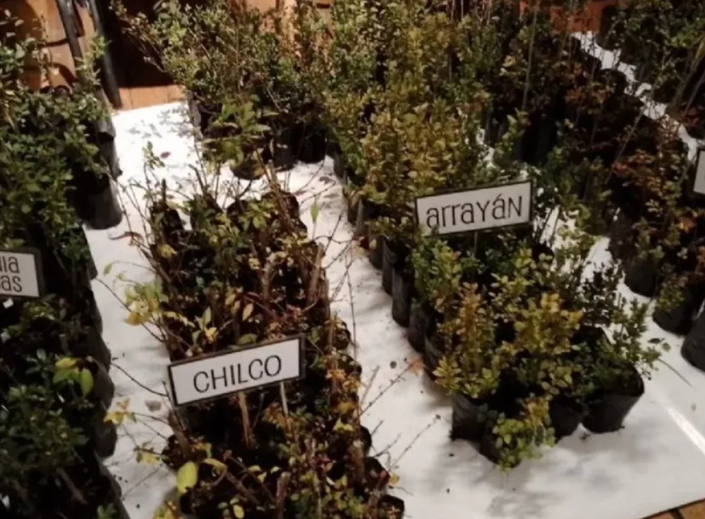 El Parque Nacional Lanín realiza la entrega de plantines de especies nativas