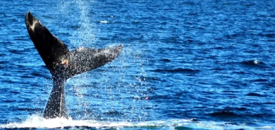 Apertura de la Temporada de Ballenas 2024 en Puerto Pirámides