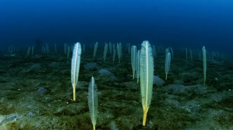 Qué es la extraña plantación de «plumas» en el fondo del mar