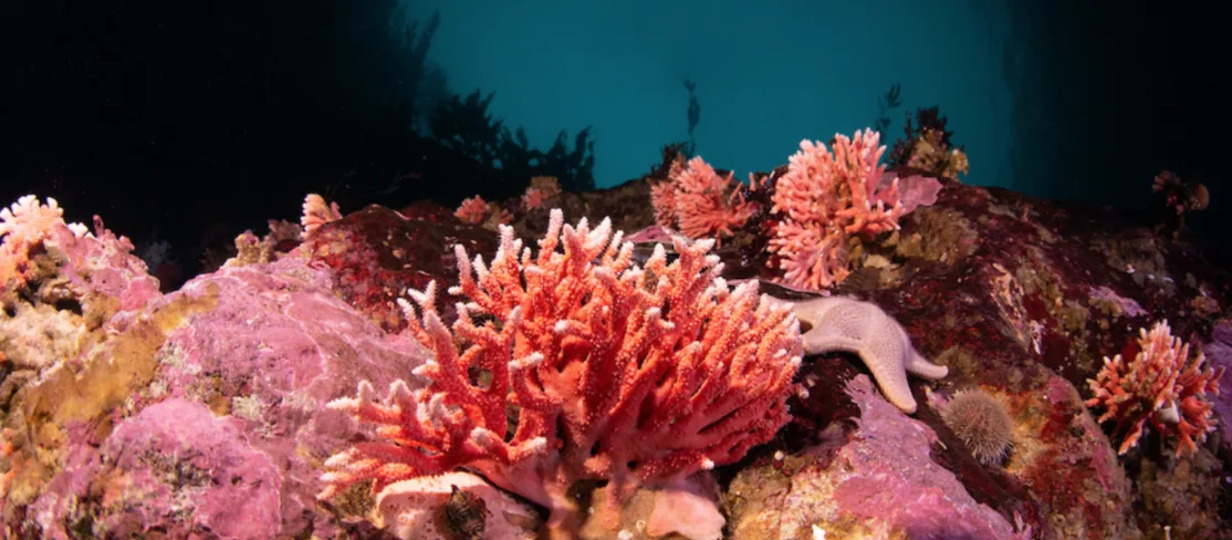 Encuentran los bosques de hidrocoral rojo mas austral y en aguas mas superficiales del mundo