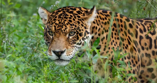 Unidos por una misma causa: buscan voluntarios para monitorear yaguaretés en el Parque Nacional Iberá