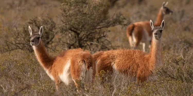 Una ONG busca demostrar que la esquila de guanacos silvestres puede ayudar a que esa especie coexista mejor con ovinos y el ecosistema