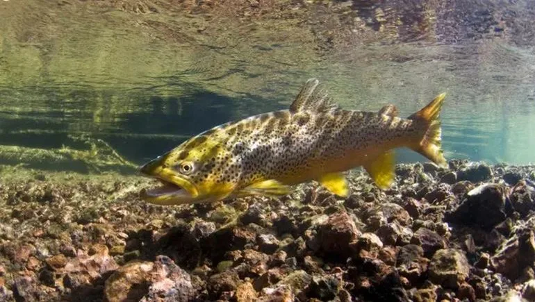 Peces drogadictos: consumen MDMA por la contaminación