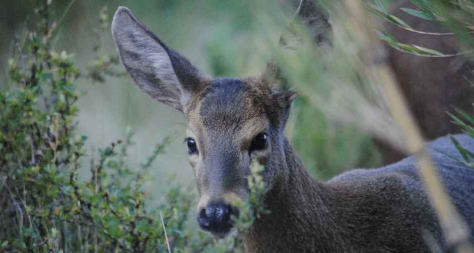 Proyecto Huemul