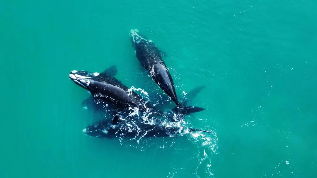 Inicia la Temporada Alta de Avistaje de Ballenas