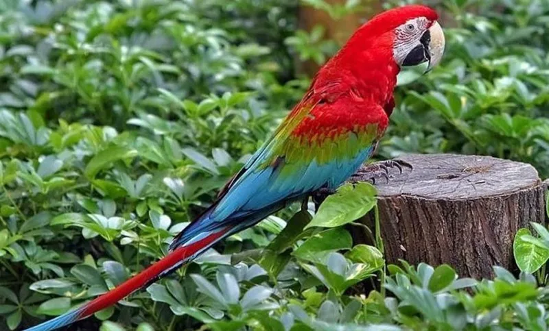 Cinco Guacamayos Rojos Recuperan su Libertad en los Bosques de Iberá