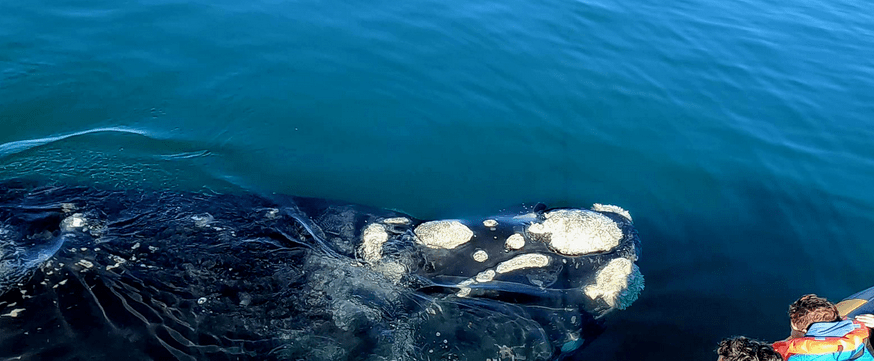 Espectáculo de ballenas en el Golfo San Matías