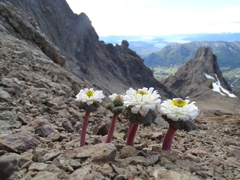 Flora de Alta Montaña en la Patagonia: la conferencia que revela los secretos ocultos de los Andes argentinos