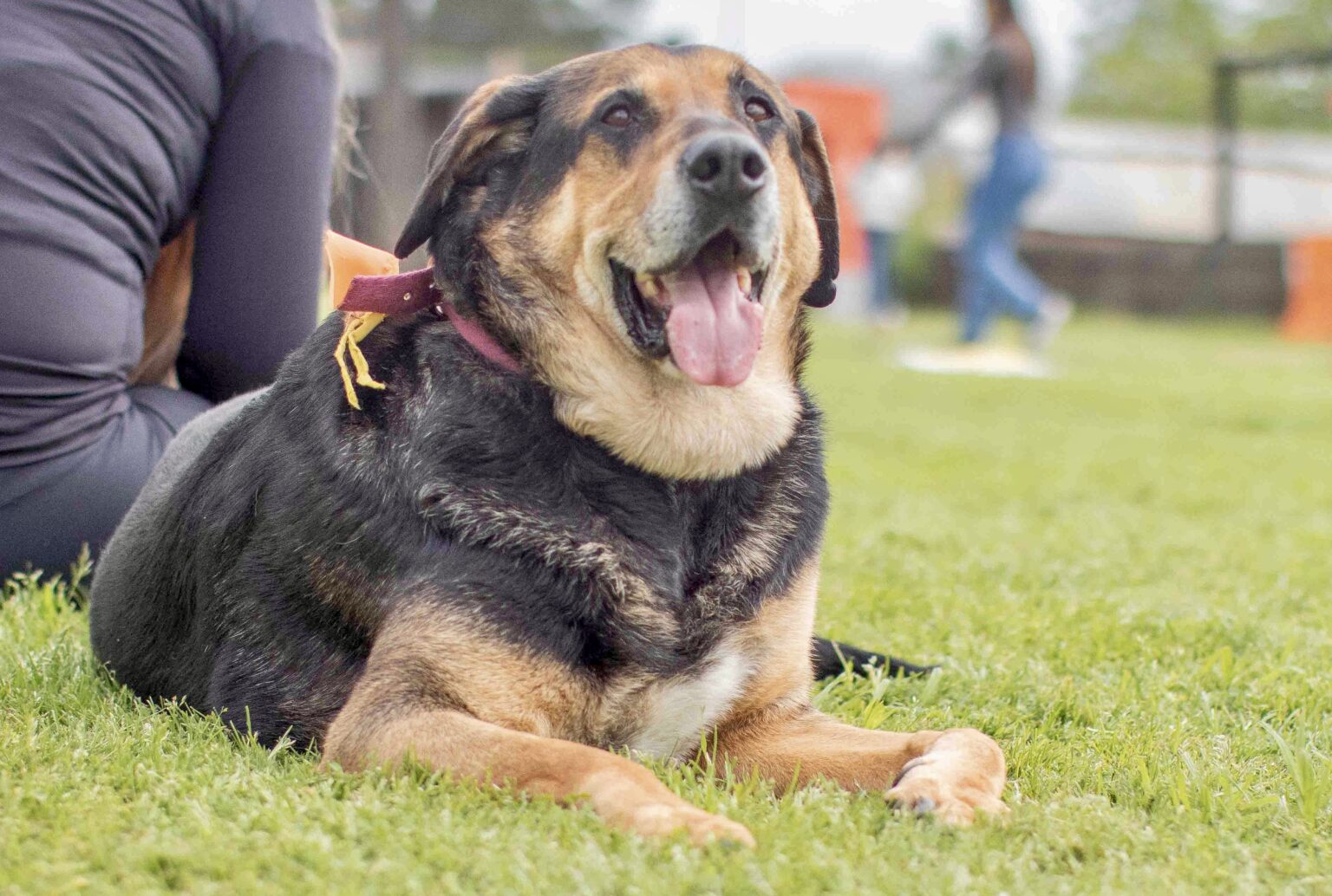 Edesur apoya a El Campito Refugio de perros