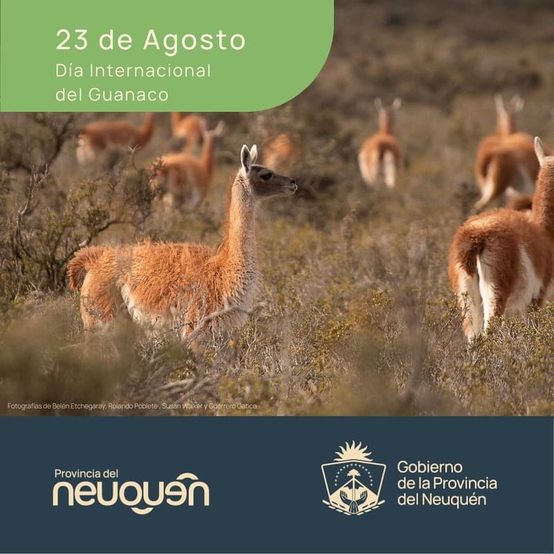 Guanaco