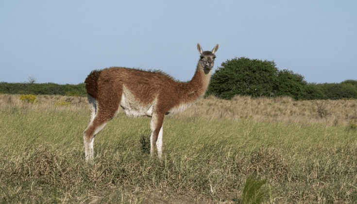 El Impacto de los guanacos en pastizales