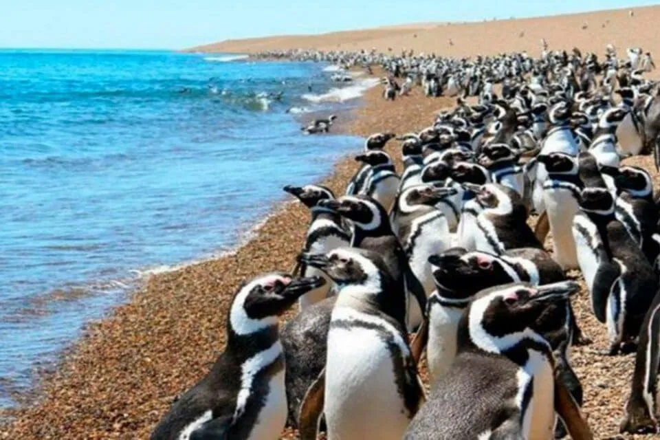 Ya hay fecha por el Juicio por la Matanza de Pingüinos en Punta Tombo