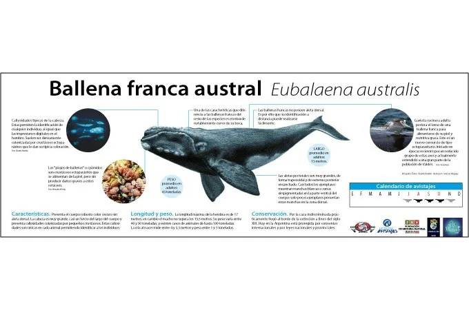Concurso “Bautizá una ballena”: Fomento a la conservación y turismo en Patagonia