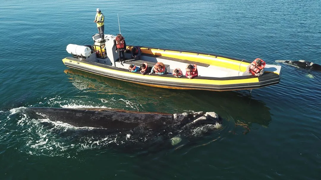 El Avistaje de Ballenas en el Golfo San Matías es ambientalmente sustentable