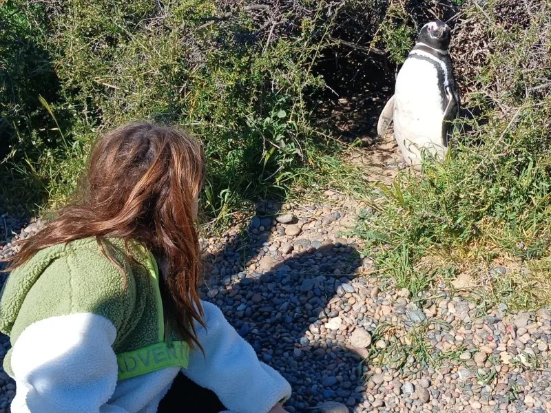 Inicio de la temporada 2024-2025 de Pingüinos de Magallanes en Punta Tombo