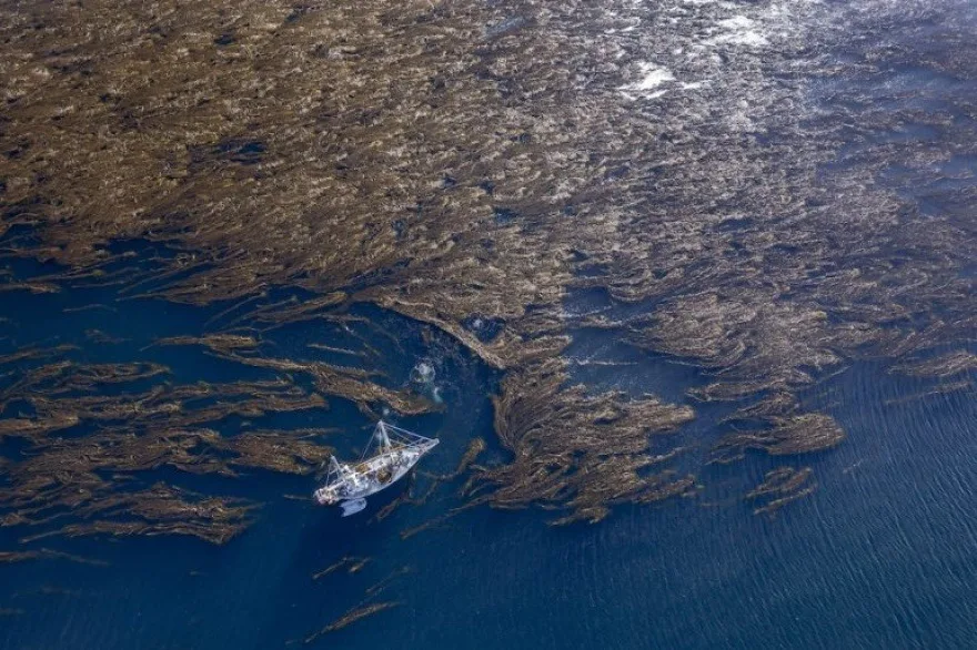 Proyecto de ley para proteger bosques de macroalgas en Tierra del Fuego