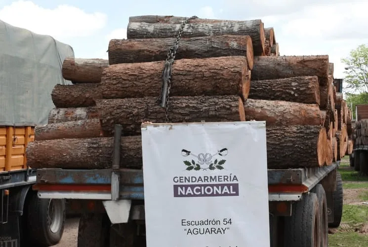 Ambiente de Nación inspecciona cargamentos de madera ilegal