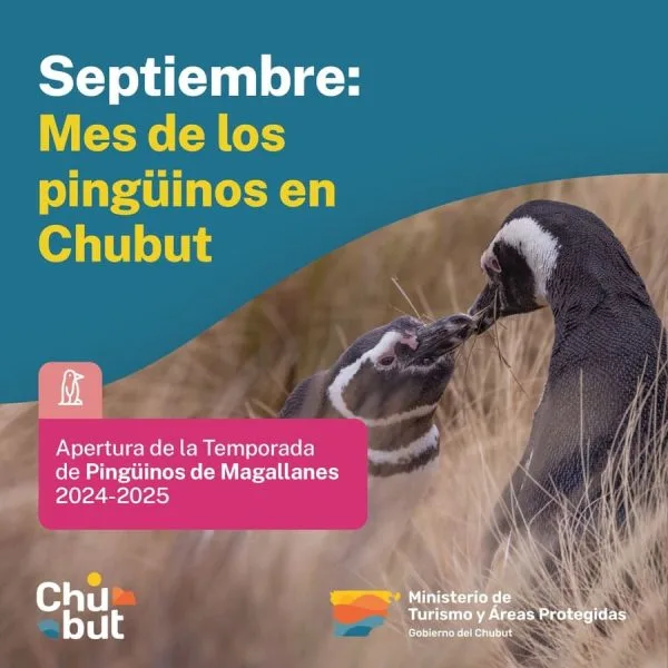 Chubut inicia temporada de pingüinos en Punta Tombo y cabo Dos Bahías