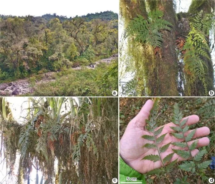 Descubren una nueva especie de helecho en el Parque Nacional Aconquija