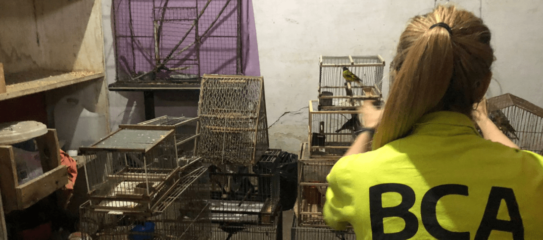 Decomisan Criadero Ilegal de Aves en Zárate: 21 Ejemplares Rescatados