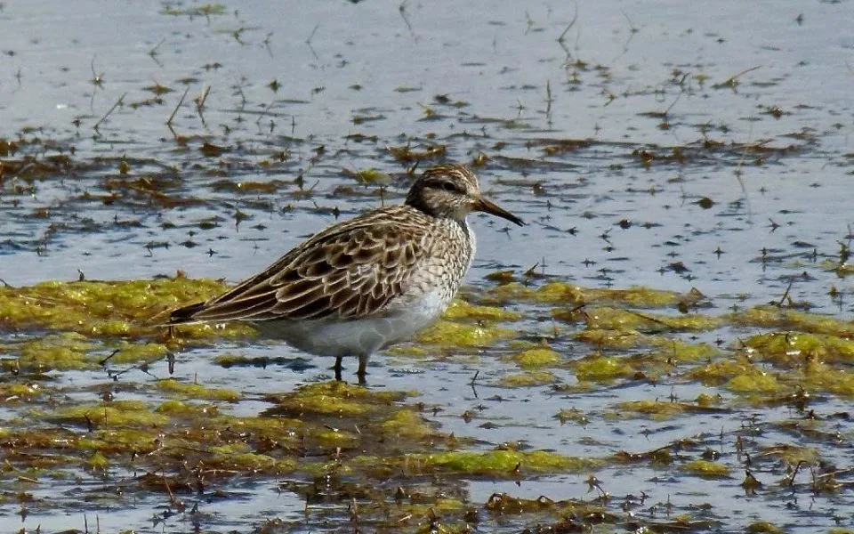 Áreas protegidas claves en Argentina para la conservación de aves playeras