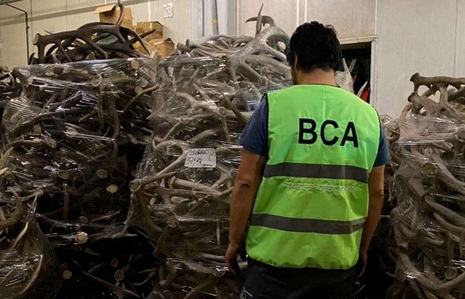 Incautan 40 Toneladas de Astas de Ciervo en Operativo en Buenos Aires