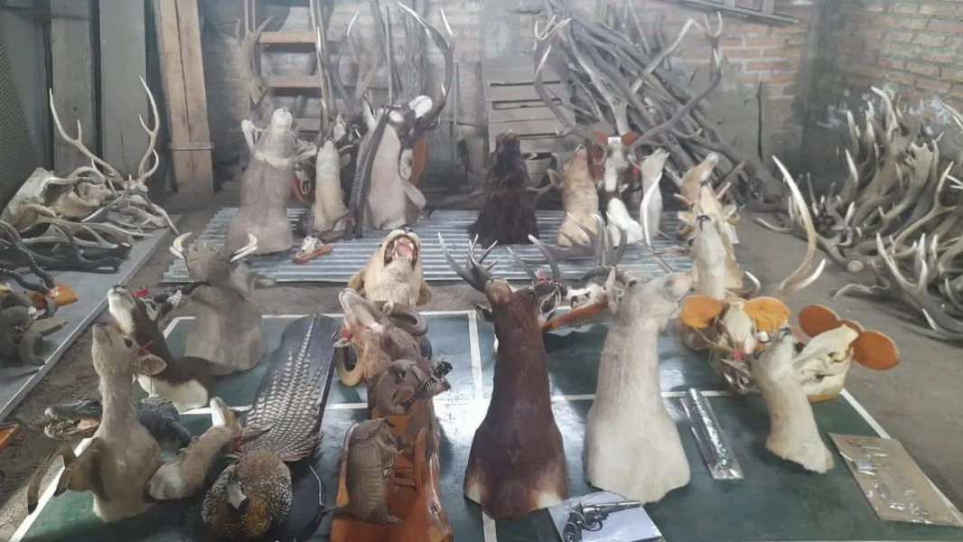 Incautan más de 20 animales exóticos en  allanamiento en Junín de los Andes