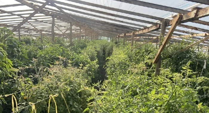 Río Negro fomenta invernaderos «Kilómetro Cero» para producir verduras locales