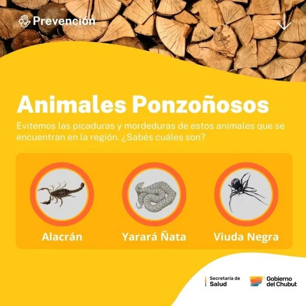 Recomendaciones del Gobierno de Chubut para prevenir picaduras de animales ponzoñosos