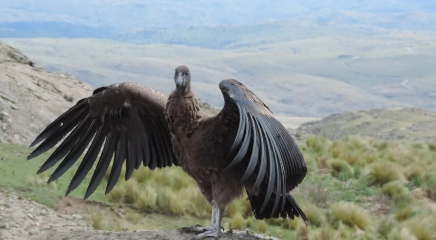 Inicia monitoreo satelital del cóndor liberado en el Parque Nacional Quebrada del Condorito