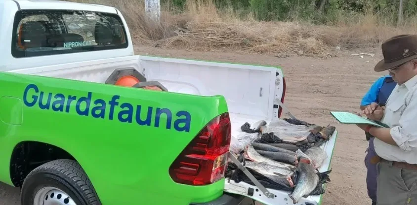 Secuestran 21 truchas en operativo de control de pesca ilegal en Neuquén