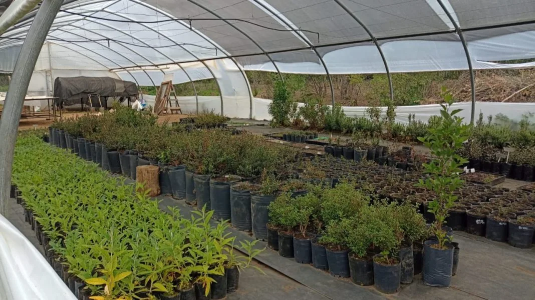 Feria de plantas en Bariloche: oportunidad única para adquirir especies locales y exóticas