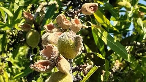 Río Negro declara a la cotorra como especie perjudicial para la producción agrícola