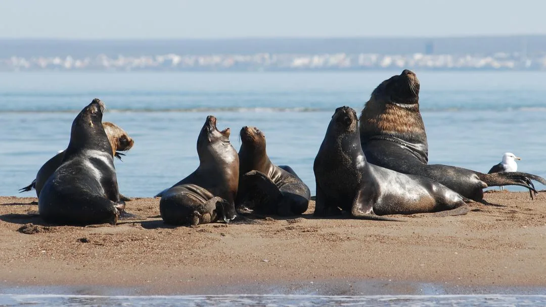 Cómo proteger la fauna silvestre en las zonas andinas y costeras de Río Negro