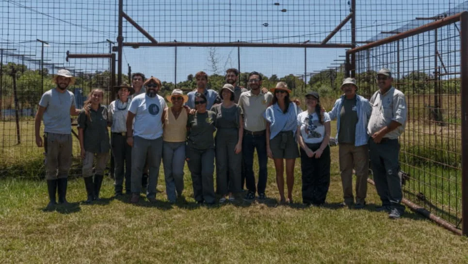 Takajay, el nuevo yaguareté en Iberá, fortalece el proyecto de rewilding en Argentina