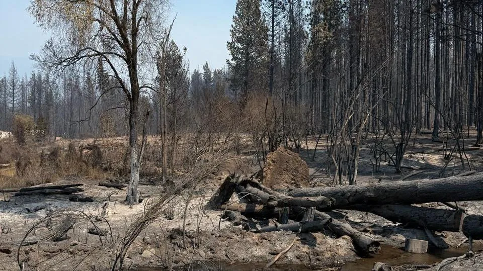 Hallan botella en el origen del incendio en El Bolsón: Investigan posible causa intencional