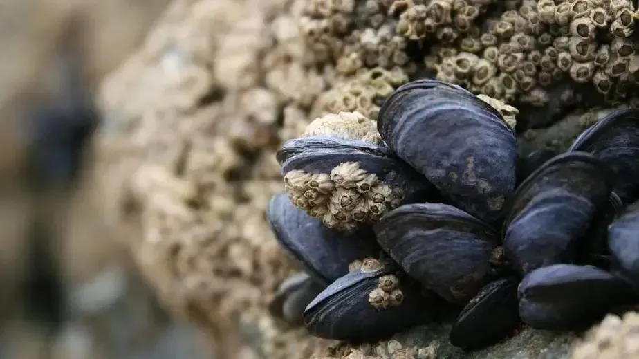 Alerta sanitaria en Río Negro: veda total para captura de moluscos en Villarino