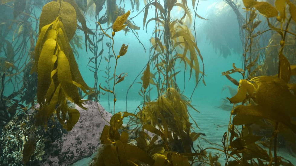 Argentina incorpora la Península Mitre como nuevo Sitio Ramsar en Tierra del Fuego