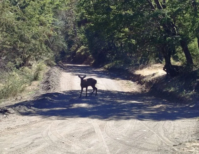 Un Huemul Vuelve al Parque Nacional Lanín Tras Casi 30 Años de Ausencia!