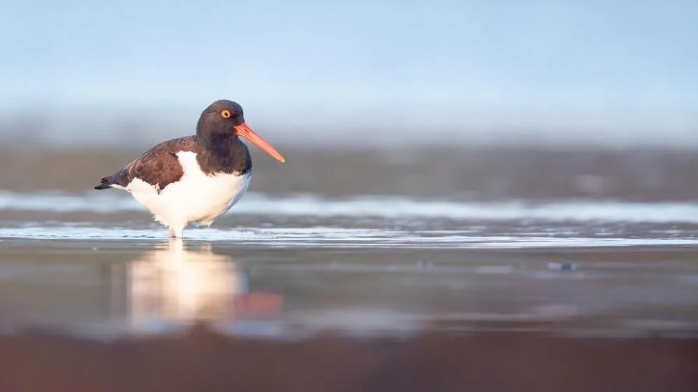 Las Grutas se prepara para el 15° Festival de Aves Playeras Bahía de San Antonio: Una cita con la naturaleza