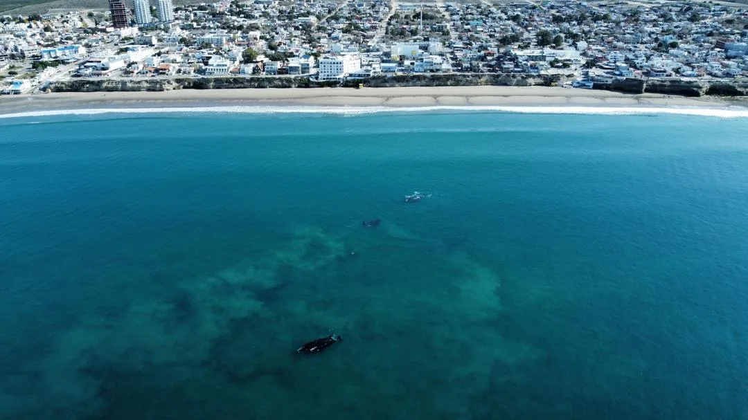 Río Negro impulsa el avistaje de fauna marina para la temporada 2025: ¡Una experiencia única para los turistas!