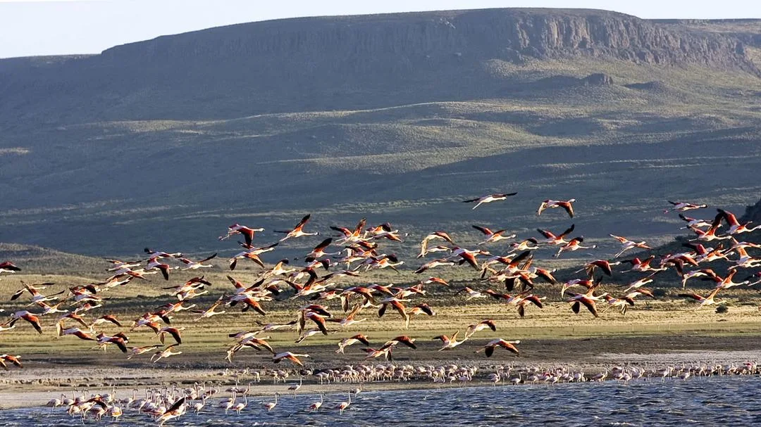 Río Negro en acción: compromiso real con el clima más allá de una fecha