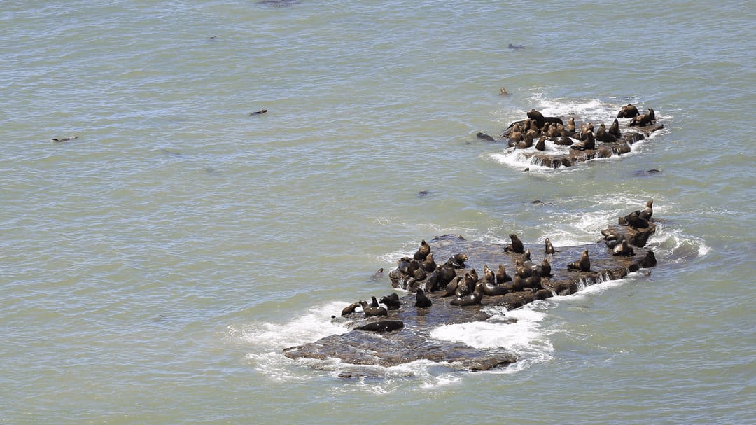 Alerta sanitaria en Río Negro: Lobos marinos afectados por enfermedades de mascotas