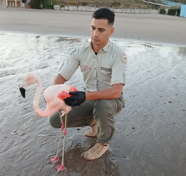 Fauna silvestre en Río Negro: más de 100 operativos refuerzan la convivencia con la naturaleza