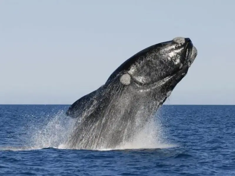 Península Valdés (Chubut)