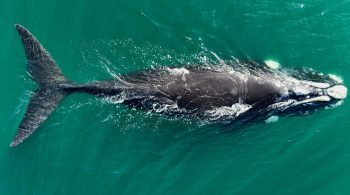 Llegó la primer ballena franca austral a Las Grutas