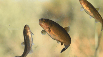 Especies endémicas en el Área Natural Protegida Meseta de Somuncura