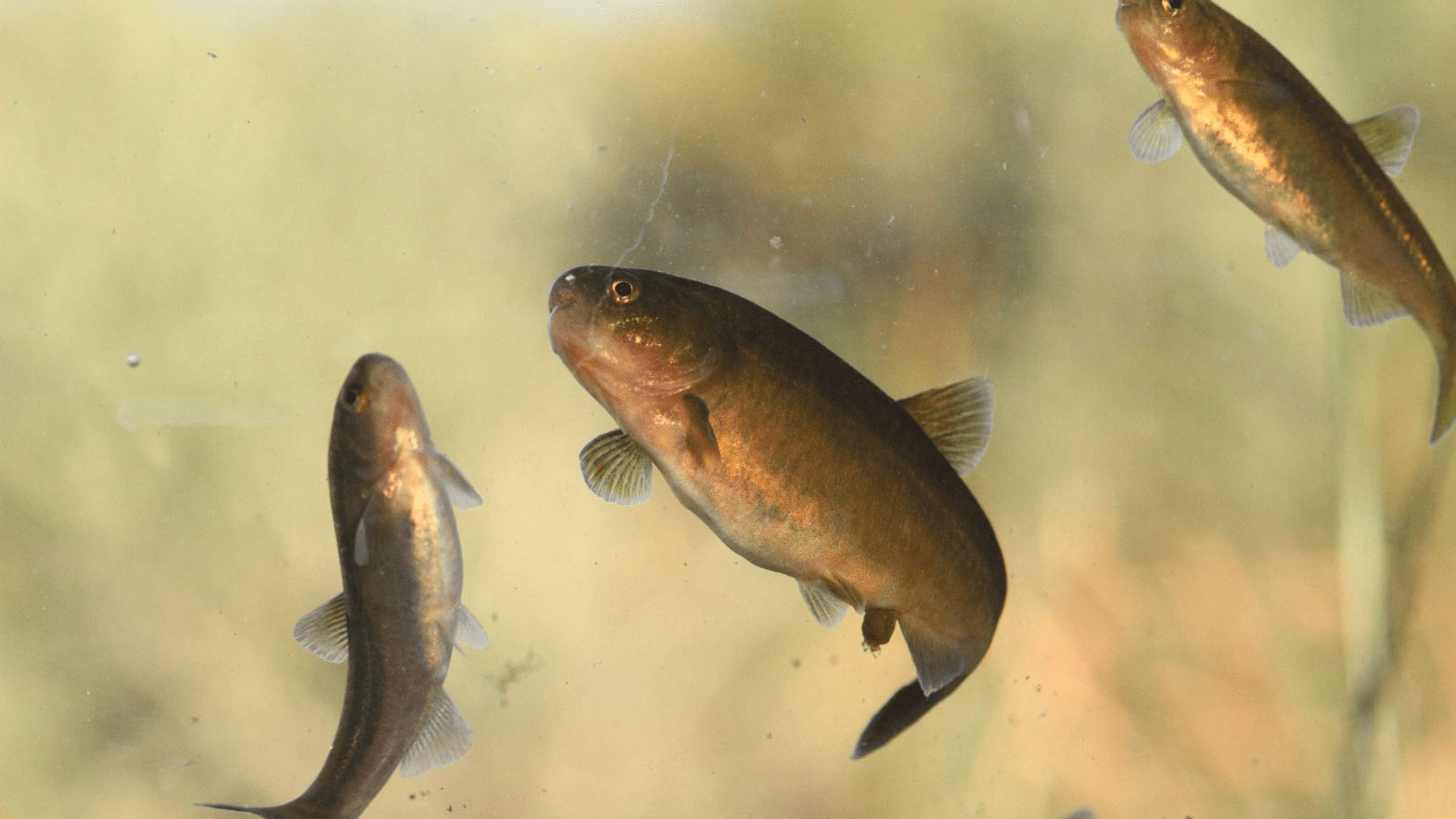 Especies endémicas en el Área Natural Protegida Meseta de Somuncura