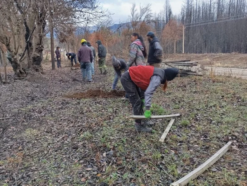 ¡La Patagonia en peligro! Solo un cerco protege este bosque nativo único en Río Negro