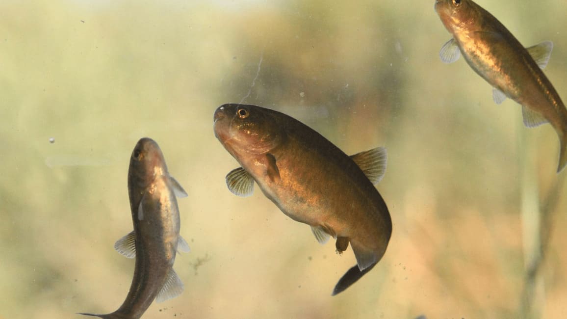 Especies endemicas en el area Natural Protegida Meseta de Somuncura